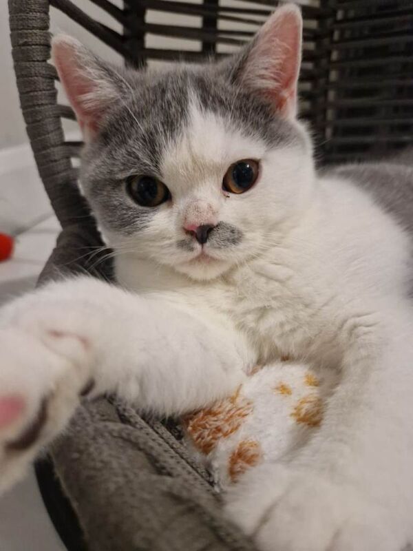 British Shorthair kittens for sale in Banbridge, County Down – 3 months old - Image 3 of 3