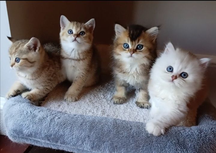 British Shorthair kittens for sale in Crossgar, County Down – 3 months old