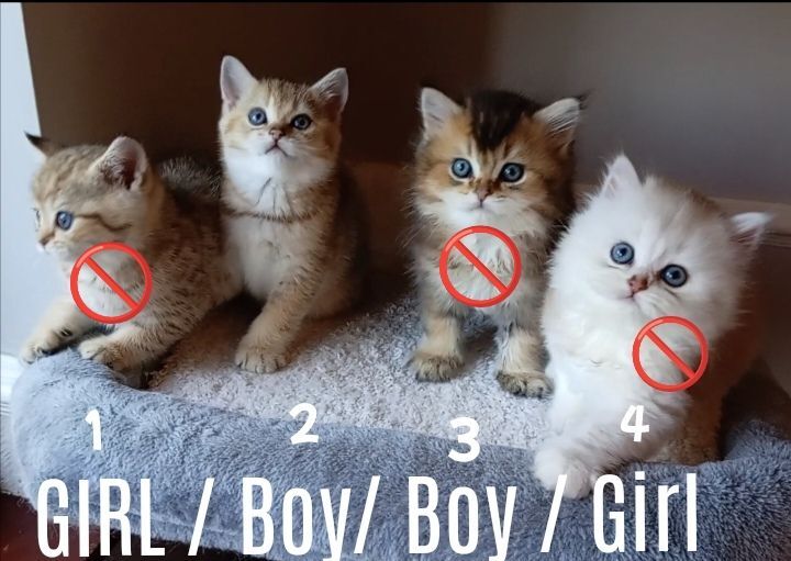 British Shorthair kittens for sale in Crossgar, County Down – 3 months old - Image 2 of 3