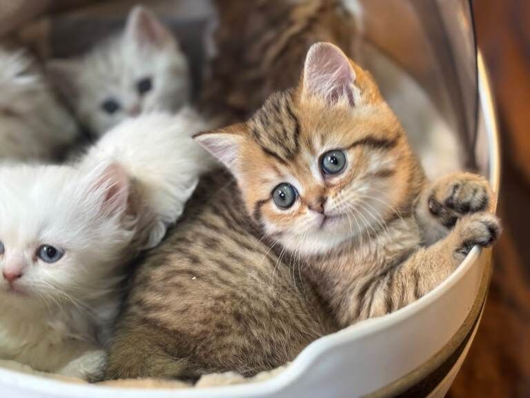 Full Pedigree British shorthair Kittens - Image 2 of 6