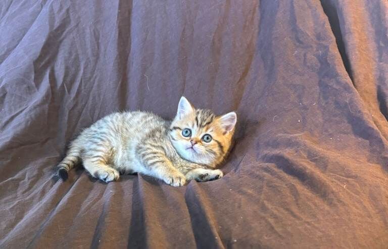 Full Pedigree British shorthair Kittens - Image 3 of 6