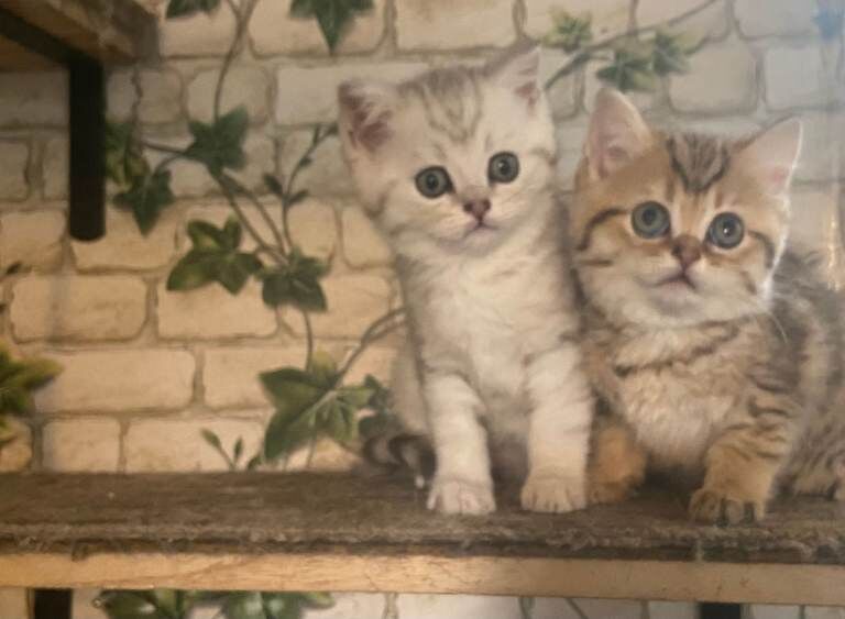 Full Pedigree British shorthair Kittens - Image 5 of 6