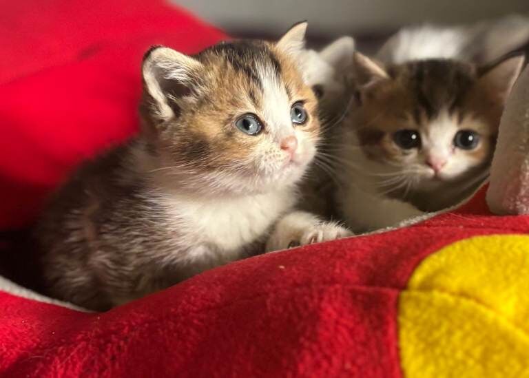 Full Pedigree British shorthair Kittens - Image 6 of 6