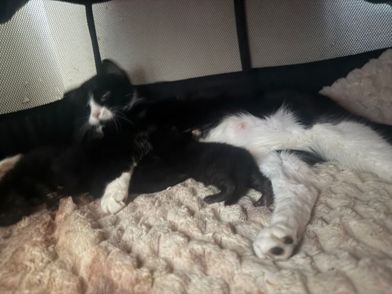 British Shorthair kittens for sale in Sheffield, South Yorkshire – 1 week old