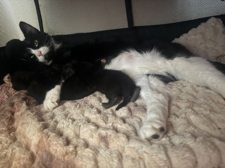 British Shorthair kittens for sale in Sheffield, South Yorkshire – 8 weeks old - Image 2 of 3