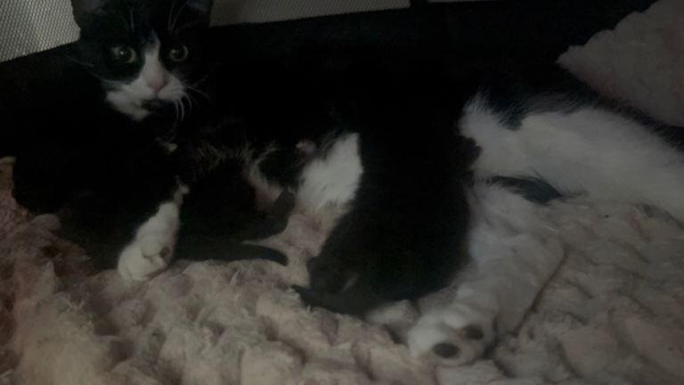 British Shorthair kittens for sale in Sheffield, South Yorkshire – 8 weeks old - Image 3 of 3