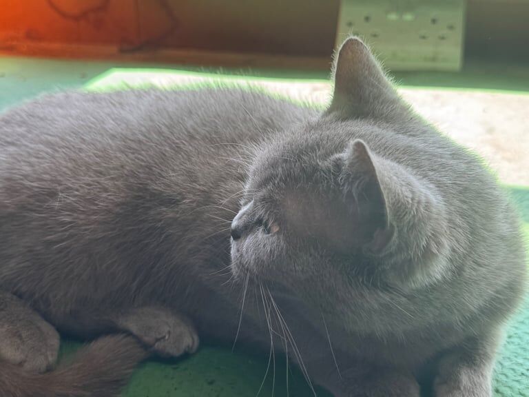 GCCF (active) Lilac British Short Hair female for sale in Ystradgynlais, Powys