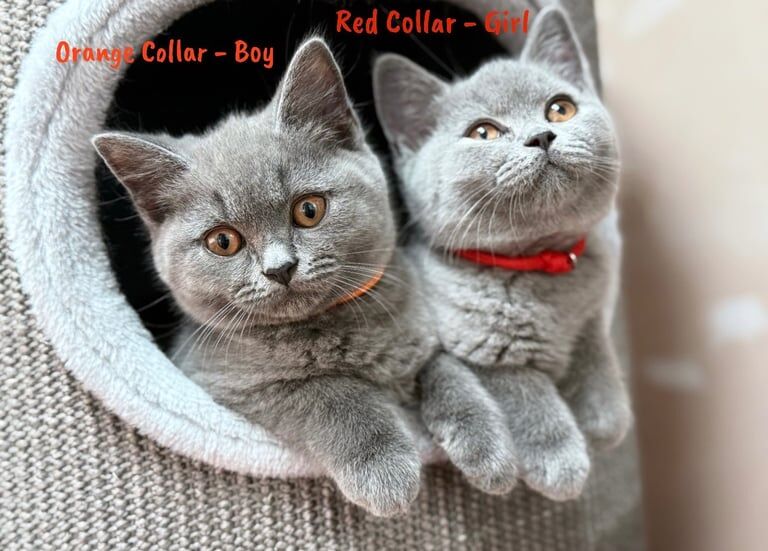 British Shorthair kittens for sale in Erdington, West Midlands – 11 weeks old