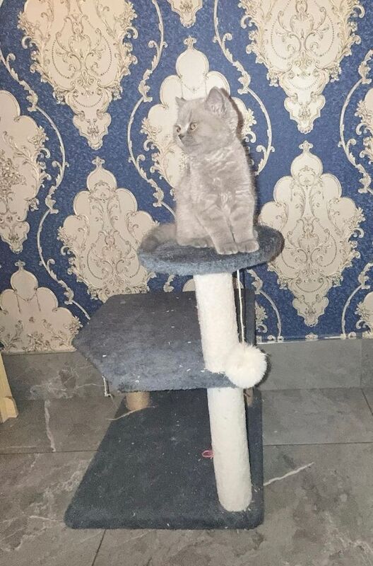 Gccf blue british shorthair girl