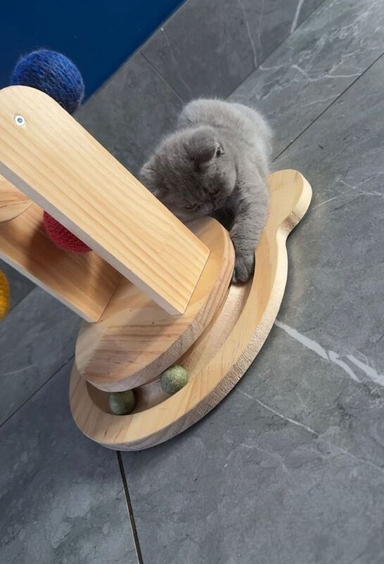 Gccf blue british shorthair girl - Image 2 of 3