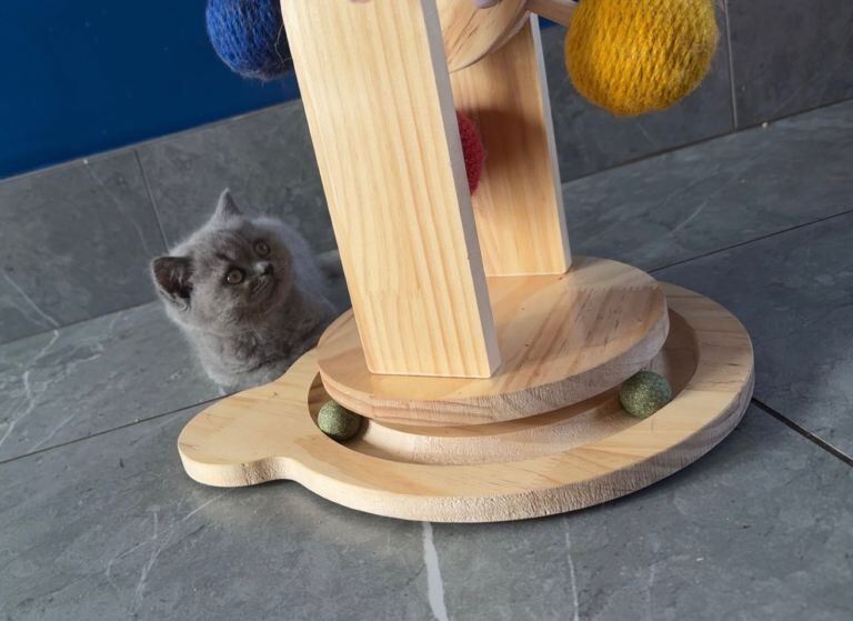 Gccf blue british shorthair girl - Image 3 of 3