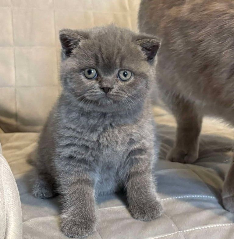 British Shorthair kittens for sale in Merthyr Tydfil / Merthyr Tudful, Mid Glamorgan – 11 weeks old