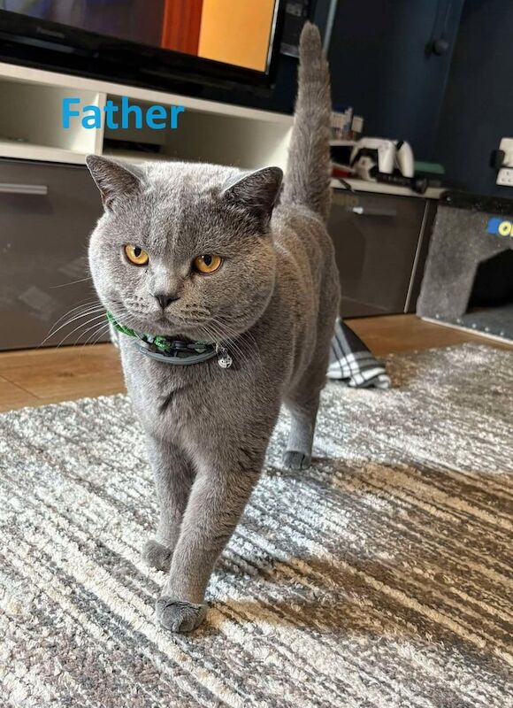 British Shorthair kittens for sale in Merthyr Tydfil / Merthyr Tudful, Mid Glamorgan – 11 weeks old - Image 2 of 3