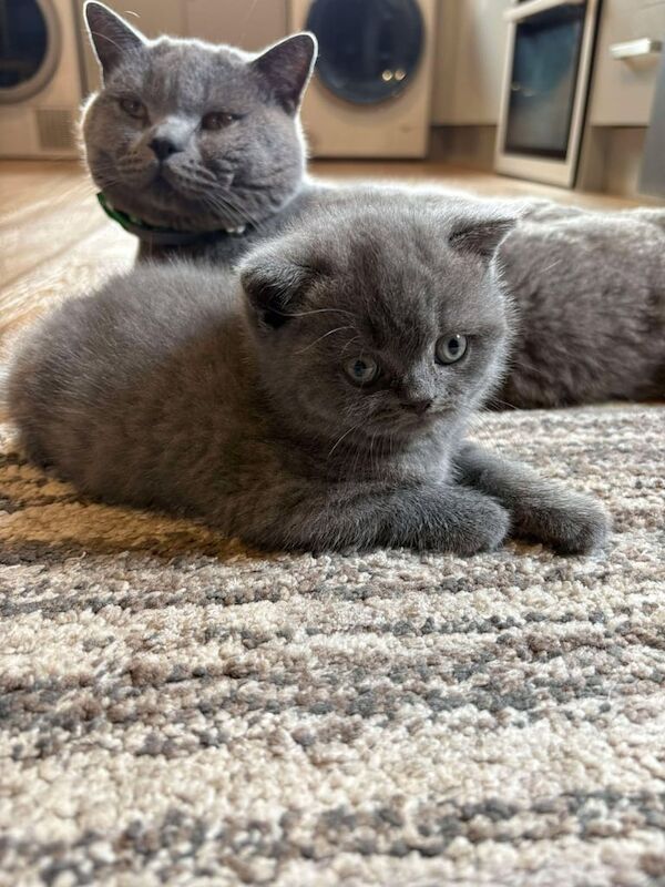 British Shorthair kittens for sale in Merthyr Tydfil / Merthyr Tudful, Mid Glamorgan – 11 weeks old - Image 3 of 3