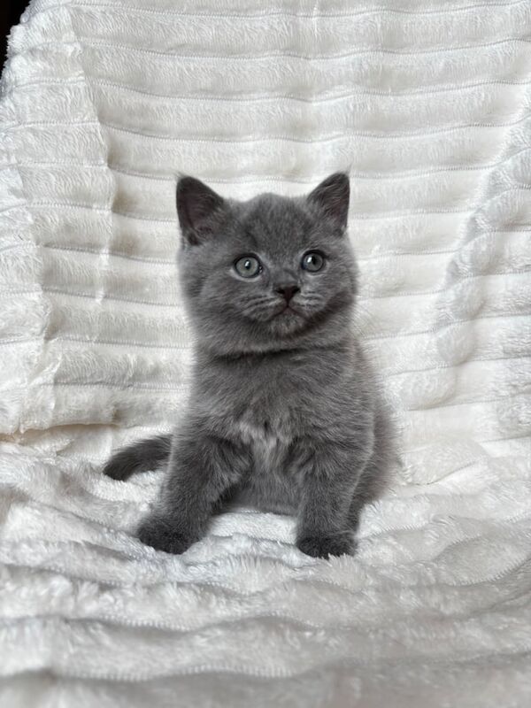 British Shorthair kittens for sale in Haringey, London – 10 weeks old