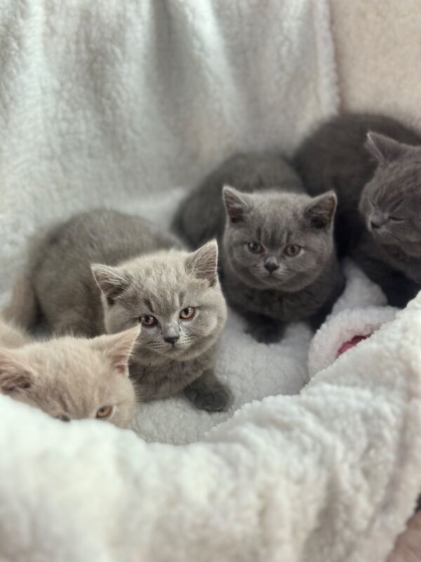 British Shorthair Kittens For Sale