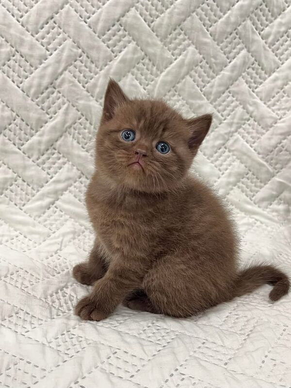 GCCF British Shorthair Kittens for sale in Birmingham, West Midlands