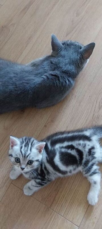 GCCF BSH FEMALE kitten
