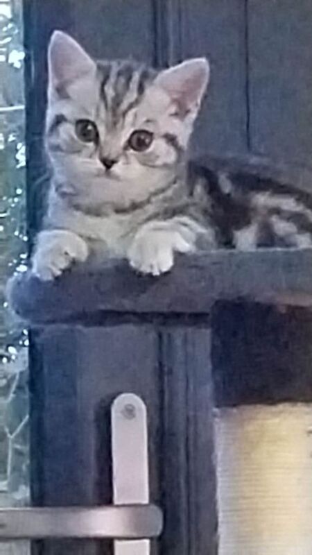 GCCF BSH FEMALE kitten - Image 2 of 2