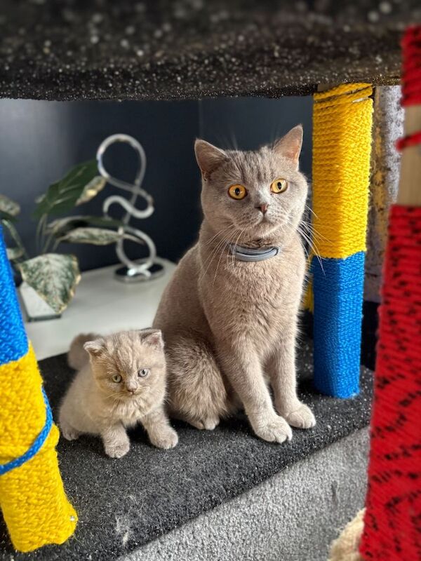 British Shorthair Kittens For Sale