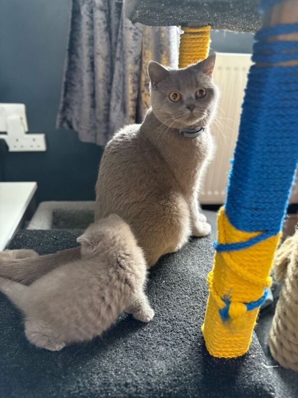 GCCF female cat with female kitten - Image 2 of 3