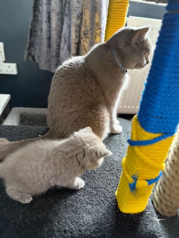 GCCF female cat with female kitten - Image 3 of 3