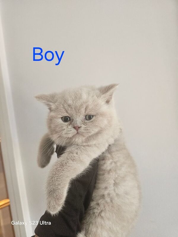 British Shorthair kittens for sale in Edmonton, Greater London – 8 weeks old