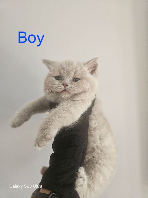 British Shorthair kittens for sale in Edmonton, Greater London – 8 weeks old - Image 3 of 3