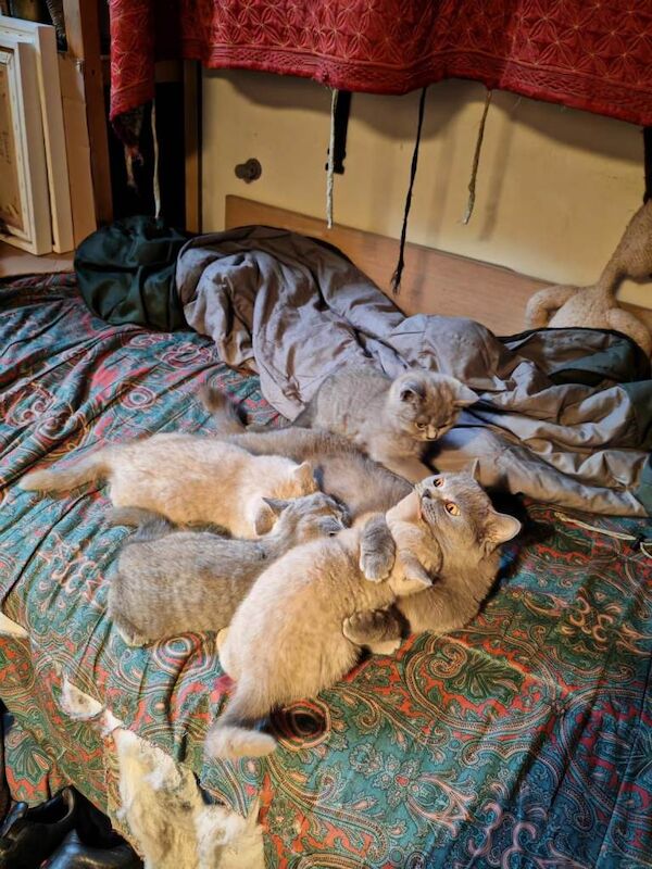 British Shorthair kittens for sale in West End, West Sussex – 12 weeks old