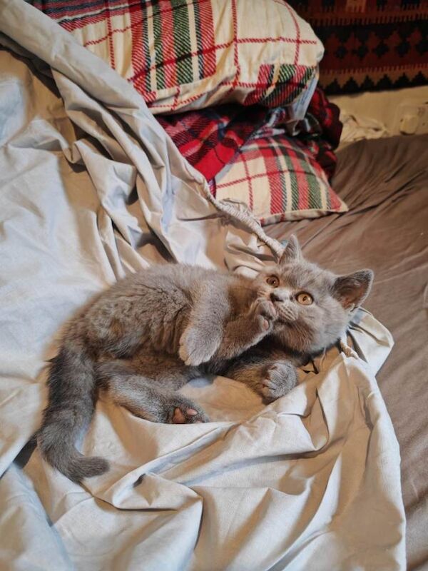 British Shorthair kittens for sale in West End, West Sussex – 10 weeks old - Image 2 of 3