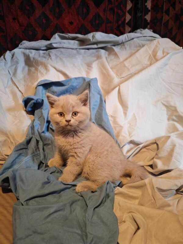 British Shorthair kittens for sale in West End, West Sussex – 10 weeks old - Image 3 of 3