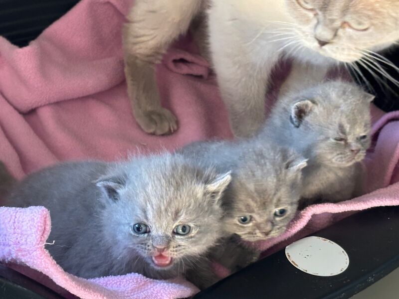 British Shorthair kittens for sale in Doddington, Cambridgeshire – 2 weeks old