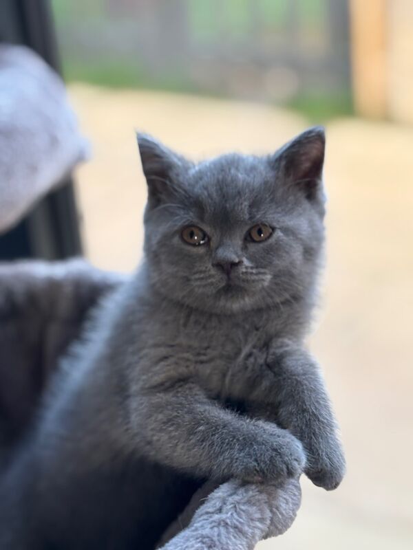 British Shorthair kittens for sale in Doddington, Cambridgeshire – 6 weeks old