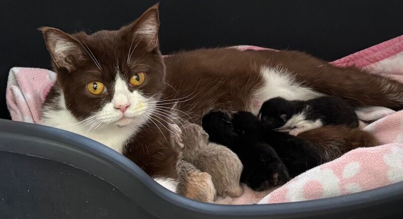 GCCF Reg Champion Pedigree BRITISH shorthair Kittens for sale in Doddington, Cambridgeshire
