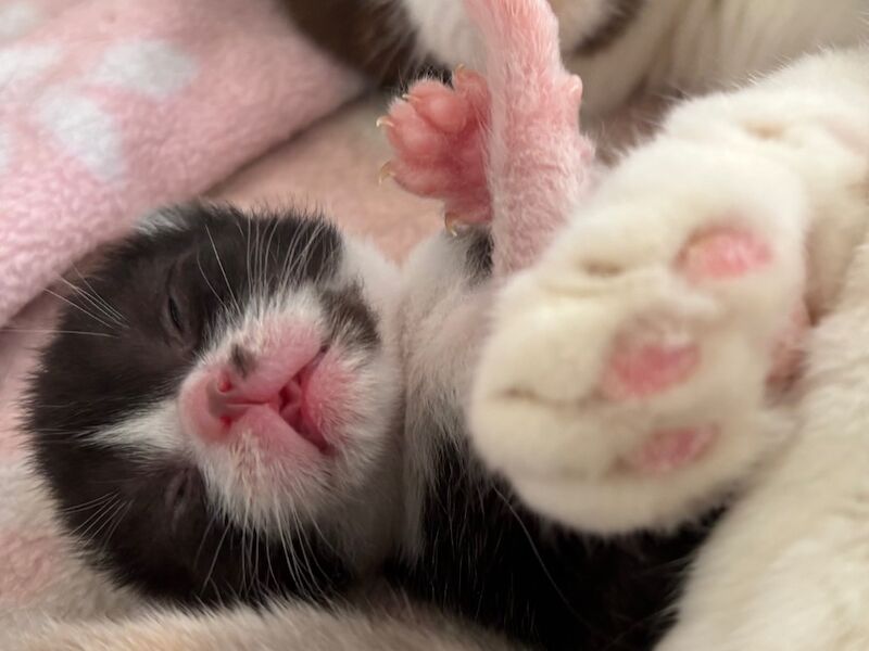 GCCF Reg Champion Pedigree BRITISH shorthair Kittens for sale in Doddington, Cambridgeshire | Image 2