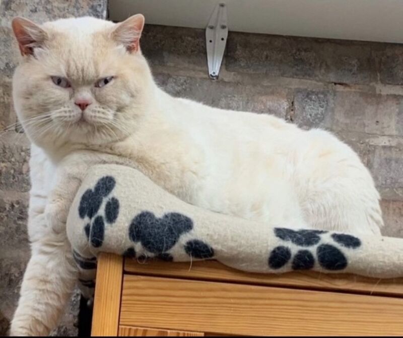 GCCF Reg Champion Pedigree BRITISH shorthair Kittens for sale in Doddington, Cambridgeshire | Image 3