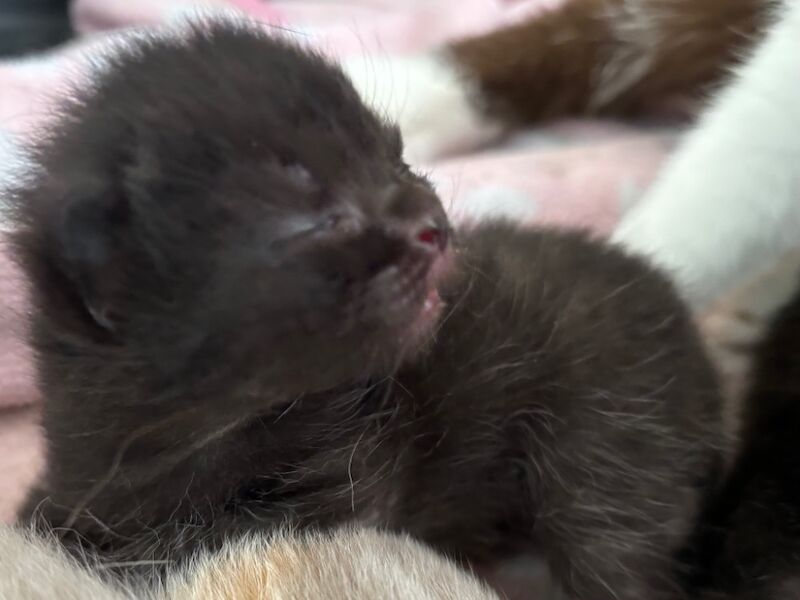 GCCF Reg Champion Pedigree BRITISH shorthair Kittens for sale in Doddington, Cambridgeshire | Image 4