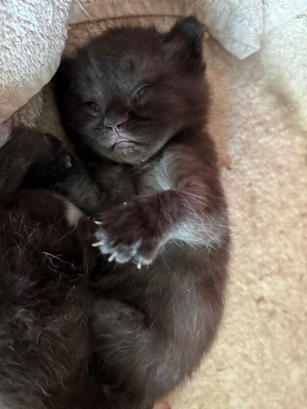 GCCF Reg Champion Pedigree BRITISH shorthair Kittens for sale in Doddington, Cambridgeshire - Image 5