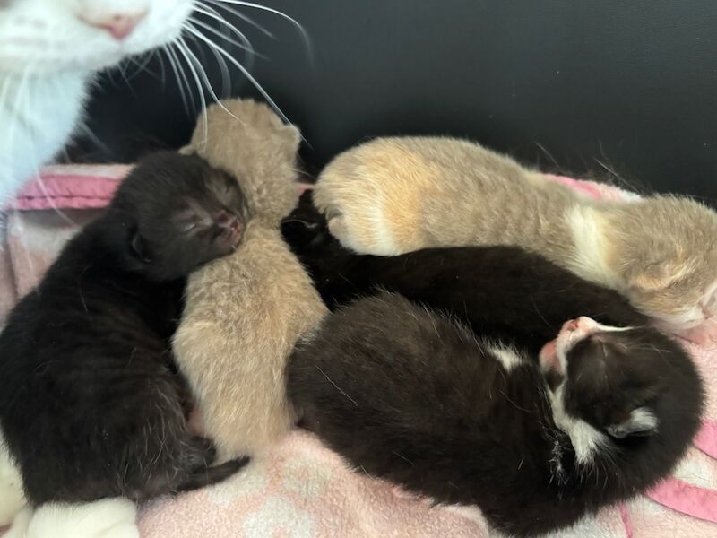 GCCF Reg Champion Pedigree BRITISH shorthair Kittens for sale in Doddington, Cambridgeshire - Image 6