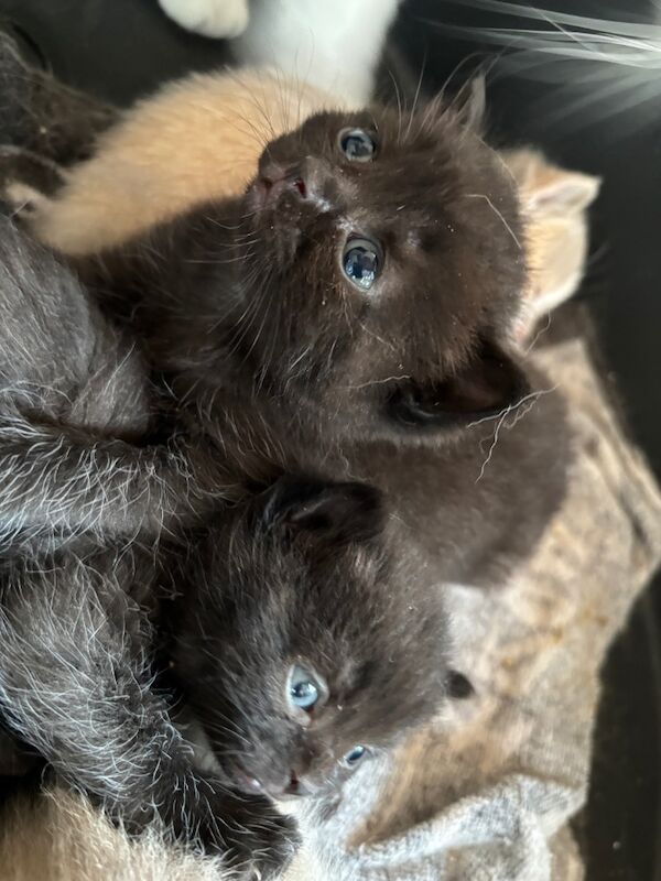 GCCF Reg Champion Pedigree BRITISH shorthair Kittens for sale in Doddington, Cambridgeshire - Image 8