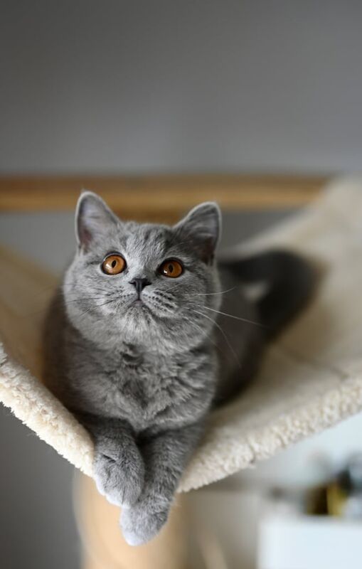 British Shorthair kittens for sale in Corby, Northamptonshire – 5 months old