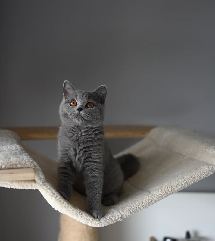 British Shorthair kittens for sale in Corby, Northamptonshire – 5 months old - Image 2 of 3