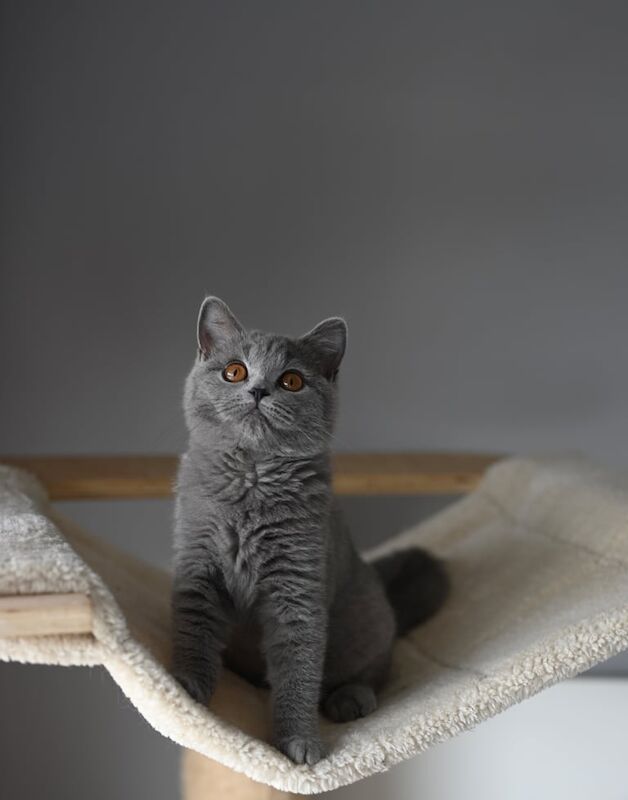 British Shorthair kittens for sale in Corby, Northamptonshire – 5 months old - Image 3 of 3