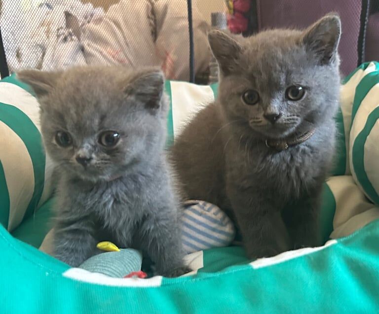 British Shorthair kittens for sale in Chichester, West Sussex – 10 weeks old