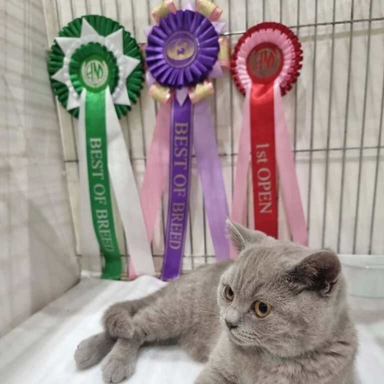 TICA Registered British Shorthair Kittens For Sale