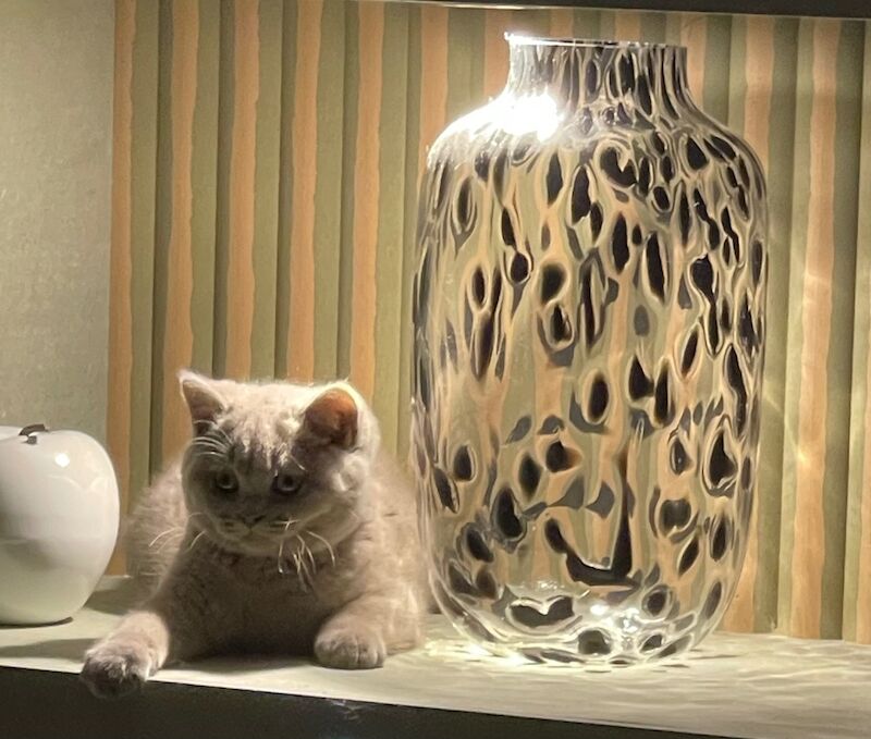 British Shorthair kittens for sale in GU12 6QD – 5 months old