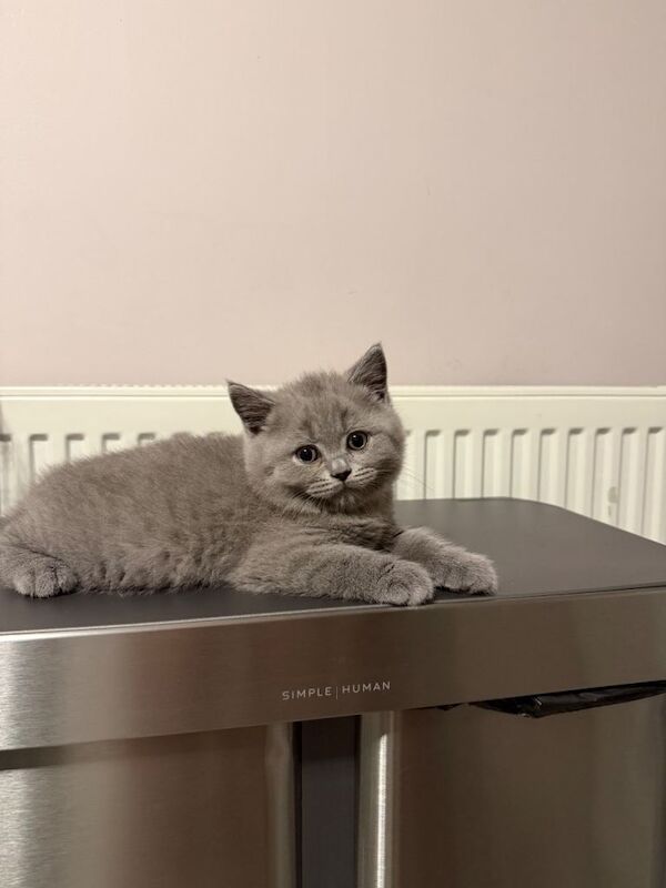 GCCF Registered British shorthair kittens