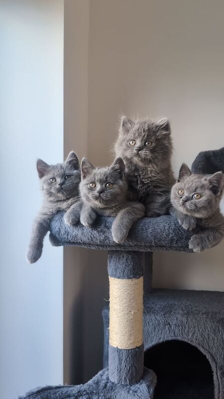 British Shorthair kittens for sale in Burton upon Trent, Staffordshire – 3 months old