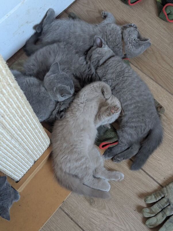 British Shorthair kittens for sale in Burton upon Trent, Staffordshire – 3 months old - Image 2 of 3