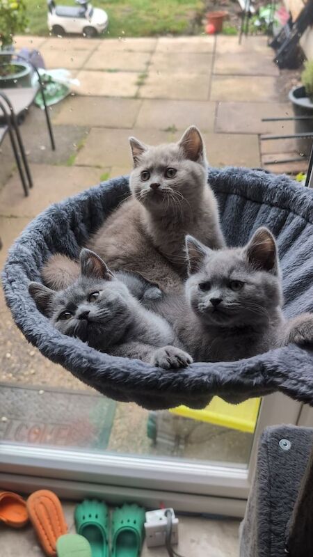 British Shorthair kittens for sale in Burton upon Trent, Staffordshire – 3 months old - Image 3 of 3